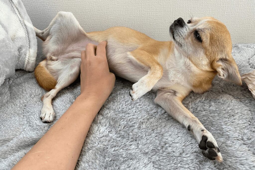 ベッドの上でお腹を見せながら撫でてもらうスムースコートチワワの杏