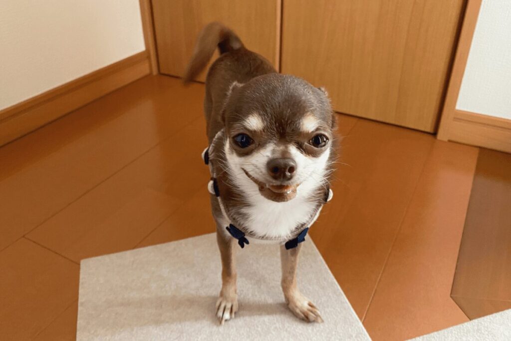 嬉しそうな表情でこちらを見つめるチワワの柚餅子
