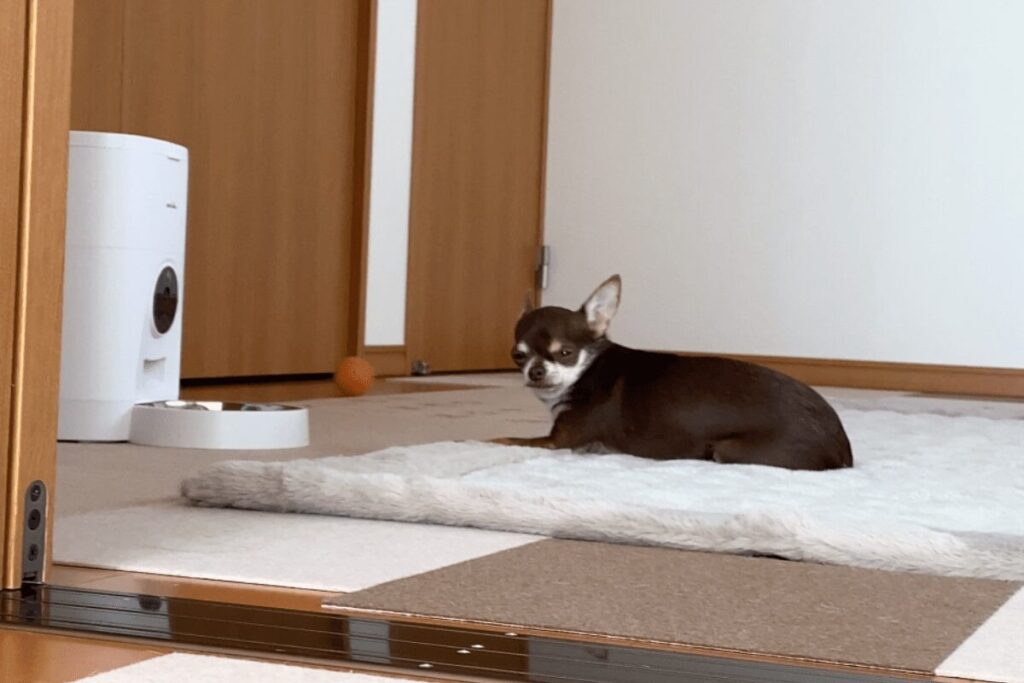 自動給餌器の前で待機するチワワの柚餅子。ご飯が出てくる場所を見張るように伏せている様子