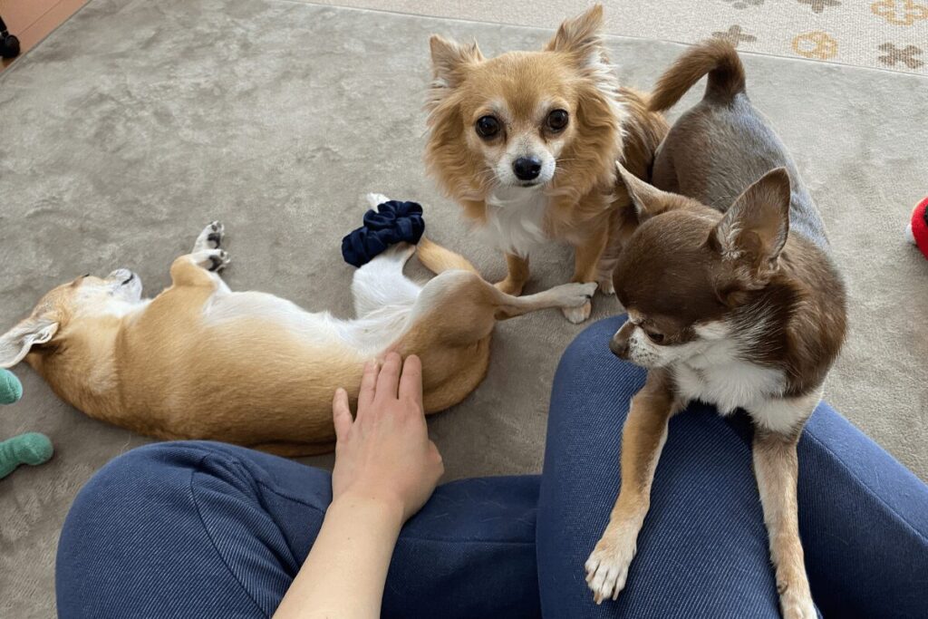 飼い主のそばでくつろぐ3匹のチワワ。杏はお腹を見せて寝転び、胡桃と柚餅子は近くで過ごしている