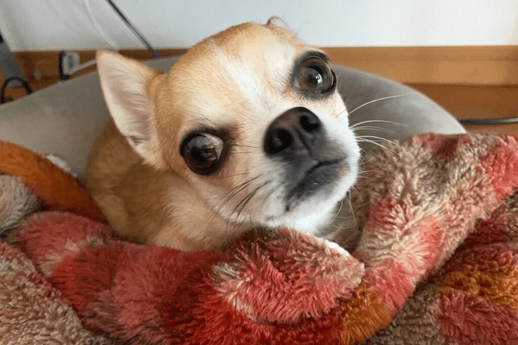 毛布の上で首をかしげながらこちらを見るクリーム色のチワワの杏