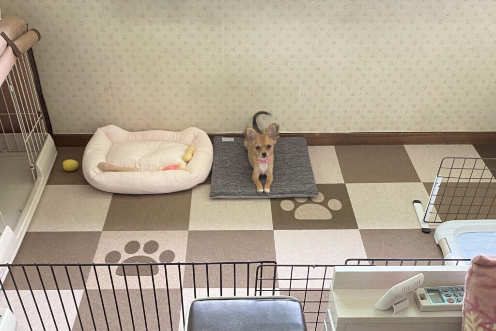 ケージ・トイレ・ベッドを配置した子犬専用スペースで過ごす胡桃