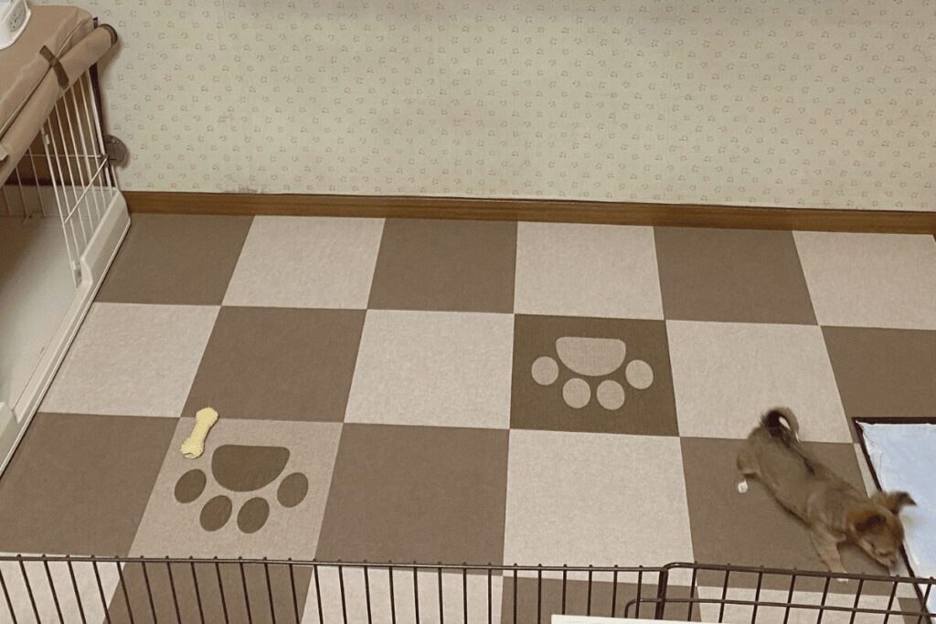 子犬の胡桃には広すぎた専用スペースの様子