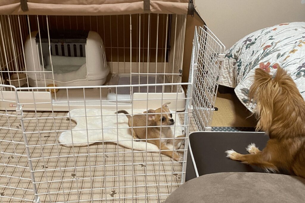 100均のワイヤーネットで広げた子犬用スペースで過ごす杏と見守る胡桃