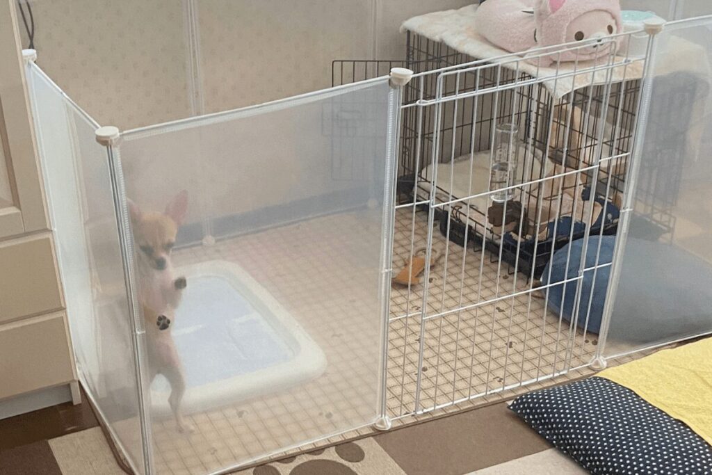 半透明パネルのペットサークルで過ごす子犬の杏