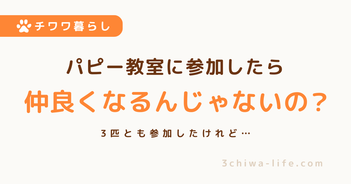 パピー教室で犬はフレンドリーになる？3匹のチワワと参加した結果_アイキャッチ画像