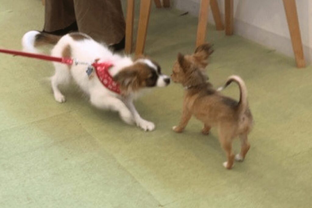 パピー教室で他の子犬と挨拶をする子犬時代の胡桃