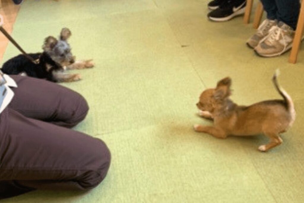 パピー教室で他の子犬に遊びを誘うポーズをする胡桃