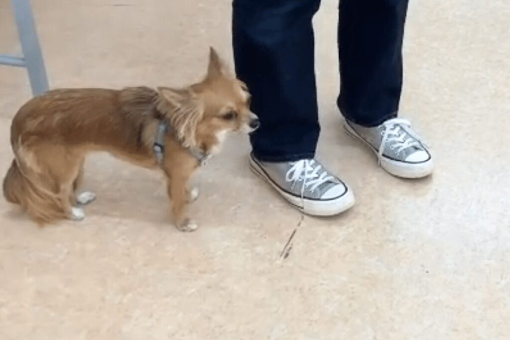 成犬クラスで飼い主の足元に寄り添い、他の犬には興味を示さない胡桃