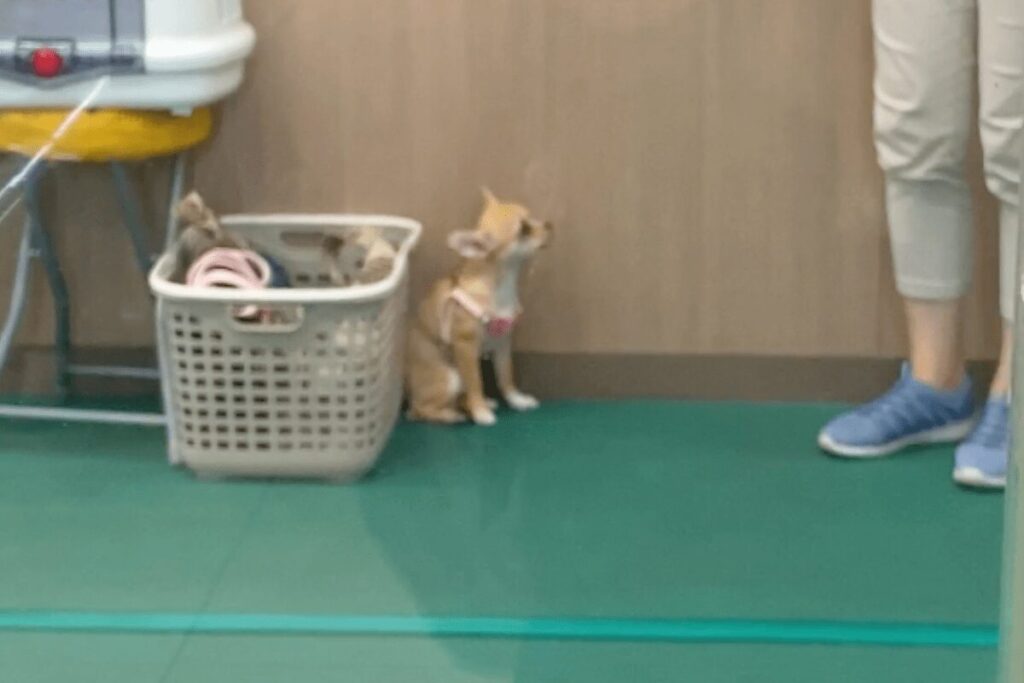パピーパーティーで壁際から動けず震えている子犬時代の杏
