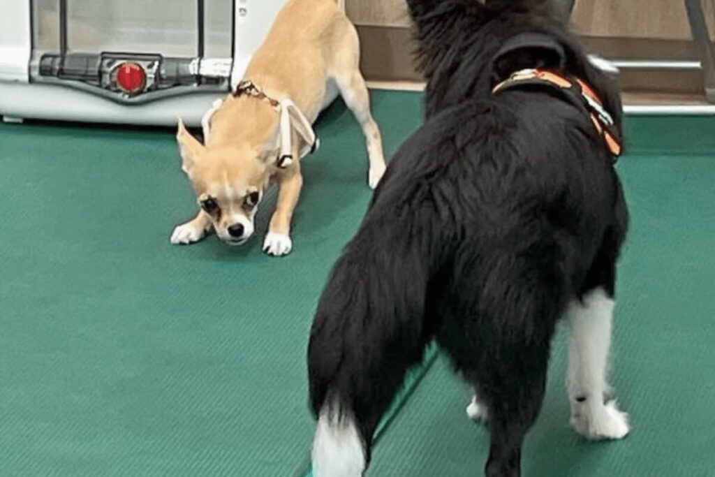 自分より大きな犬を睨みながら威嚇する杏
