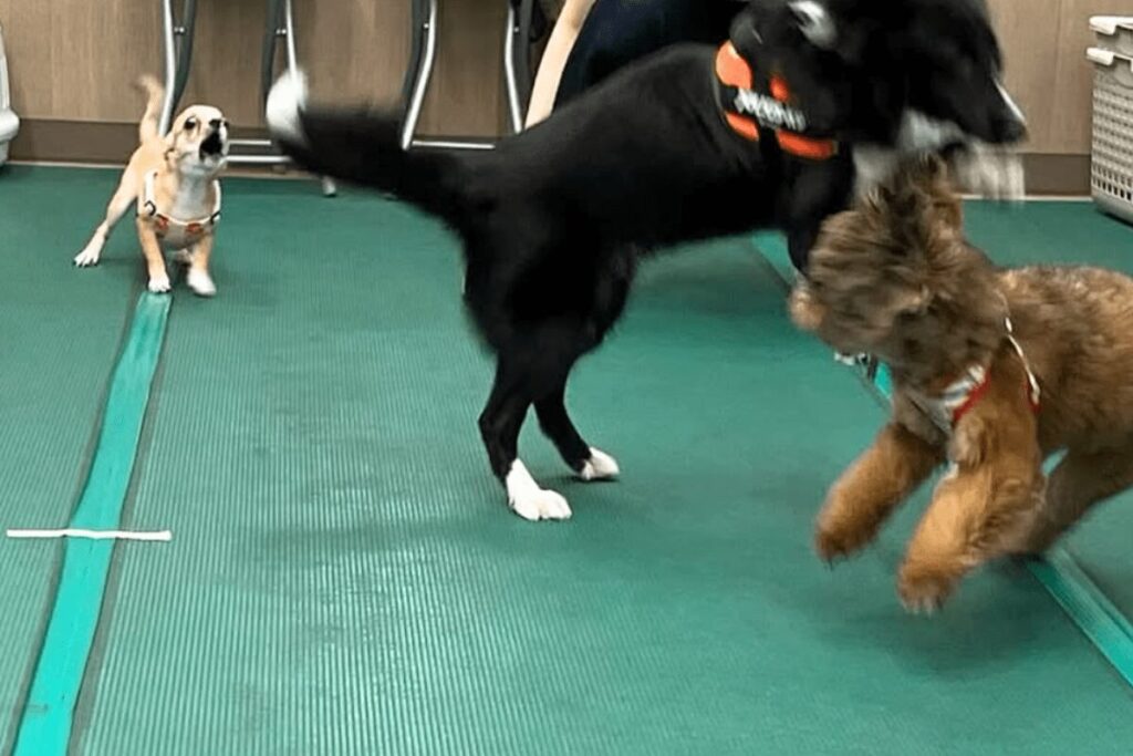 パピーパーティーで自分より大きな犬に向かって吠える杏