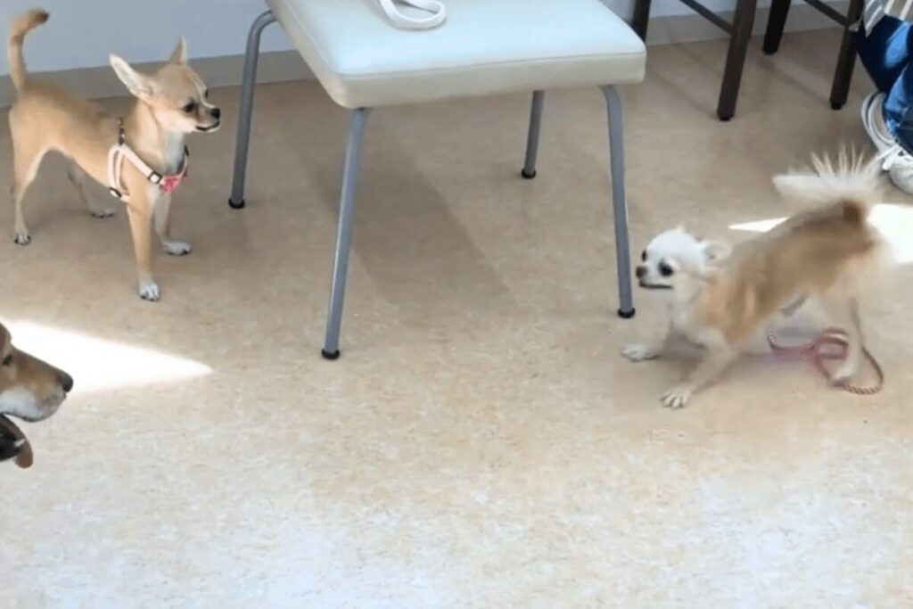 パピー教室で同じくらいの大きさのチワワの女の子に興味を示す杏