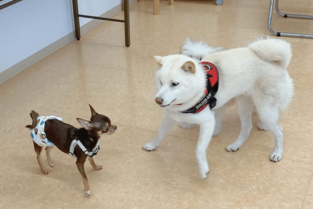 パピー教室で自分より大きな柴犬を警戒する柚餅子