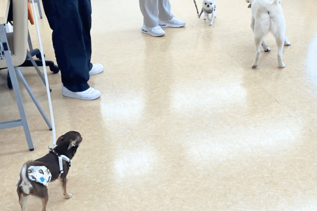 パピー教室で他の犬に近づかず、離れた場所から様子を見る柚餅子