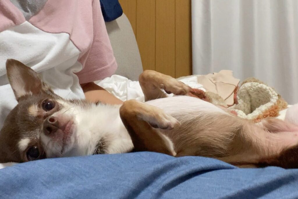 歯磨きのために膝の上でへそ天になっているチワワの柚餅子