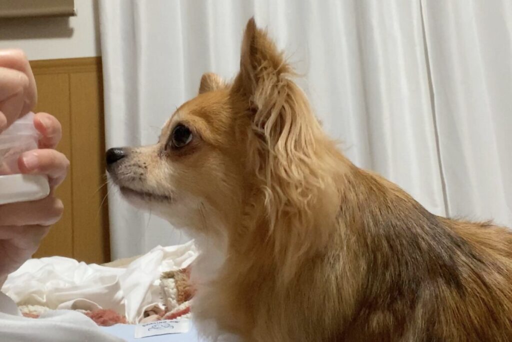 歯磨きが終わり、ご褒美のおやつを待つチワワの胡桃