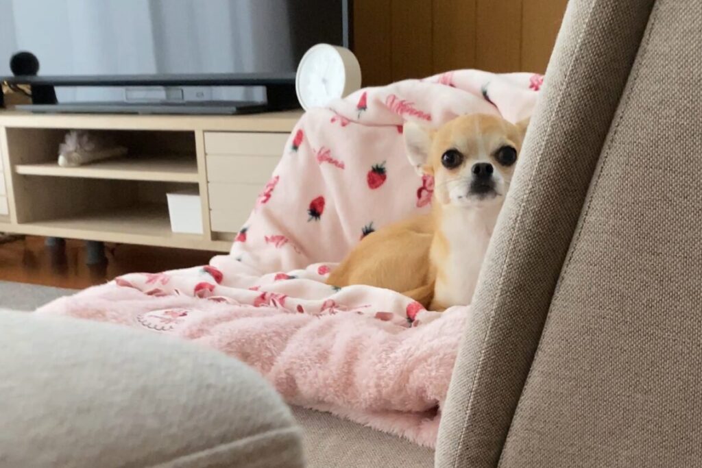 ソファの上からこちらを警戒するように見つめる杏