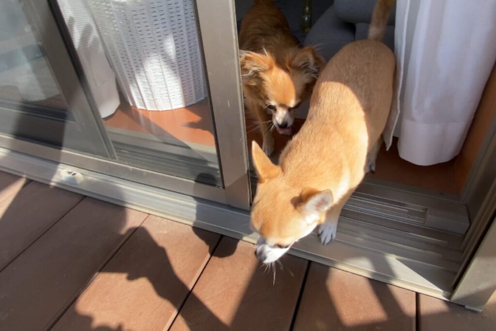 ウッドデッキへ自分から足を踏み出す杏