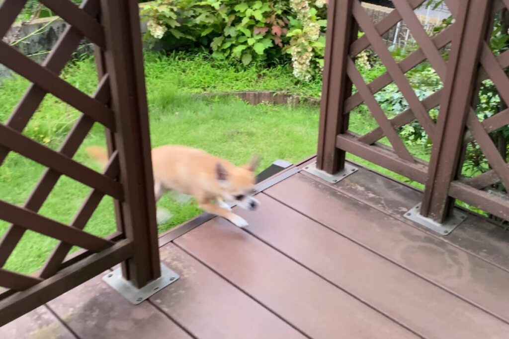 庭からウッドデッキを渡り、自分で部屋へ戻る杏