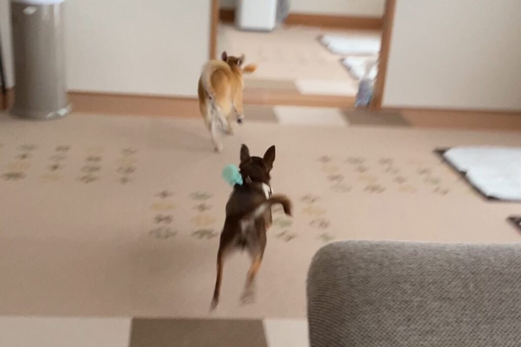 お散歩へ行きたくなくて、部屋の中を全力で逃げる杏